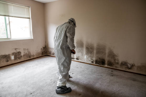 Best Preventive Mold Services in Wrightsville, PA